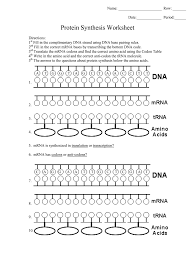 Protein synthesis • proteins can function as: Protein Synthesis Worksheet Answer Key Part B