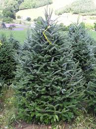 Blue spruce seeds require a considerable period of light to germinate: Real Christmas Trees Which One Is Right For You Christmas Trees