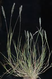 Image result for Enneapogon desvauxii