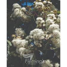 Image result for Isolepis costata