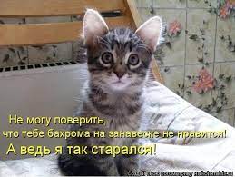 Смешные коты - колбасой не корми дай нашкодить (часть 1)