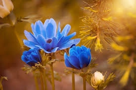 You can also upload and share your favorite flower cute aesthetic wallpapers. Aesthetic Flower Names Gigantic List Of Aesthetic Flower Names Fun Flares