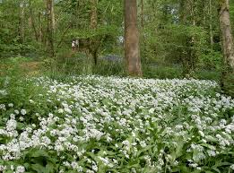 Image result for Allium ursinum