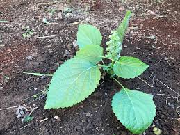 エゴマ 荏胡麻 の育て方 種からも栽培できる どんな栄養や効能がある Greensnap グリーンスナップ