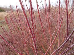 We did not find results for: Arctic Fire Red Red Osier Dogwood Cornus Stolonifera Proven Winners