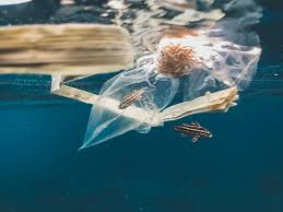 Check spelling or type a new query. Tackling Marine Plastic Pollution And Protecting Our Oceans