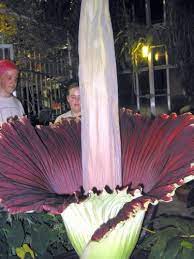 A Rare Stinky Corpse Flower Struts His Stuff Full House Corpse Flower Flowers Corpse