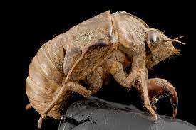 How to catch a cicada shell. Cicada Shell