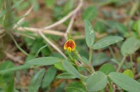 Image result for Zornia setosa