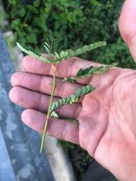 Image result for Phyllanthus fraternus