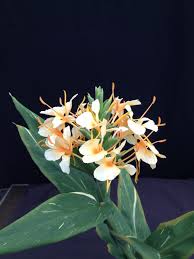 Image result for Helichrysum moggii