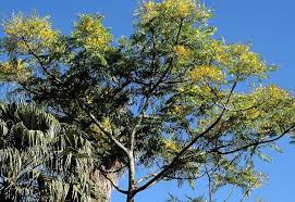 Image result for Peltophorum africanum