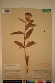 Image result for Pleiotaxis