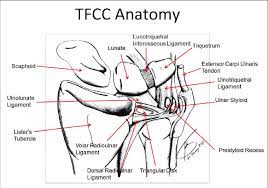 Here we explain the symptoms, causes and treatment for a. Tfcc Anatomy 18 The Tfcc Consists Of The Triangular Fibrocartilage Download Scientific Diagram