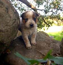 Queensland Heeler Puppy Dogs For Sale In Ventura County Southern California Adorable Now Darby Has Pup Heeler Puppies Red Heeler Puppies Blue Heeler Puppies