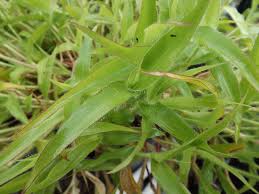 Image result for Thelepogon