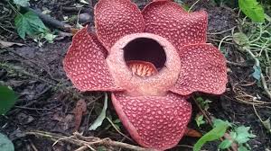 Check spelling or type a new query. Rafflesia Bengkulu Di Antara Ancaman Kepunahan Situs Hijau Indonesia