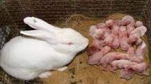 How To Care For Newly Weaned Rabbits Properly Agric4profits Com