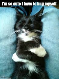 I M So Cute I Have To Hug Myself Funny Cat Cats Cute Cats Animals