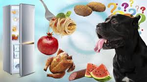 pin by sugak yurij on cane corso derrek cane corso breakfast food