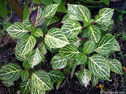 Image result for Iresine lindenii