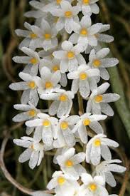 Image result for Microcoelia koehleri