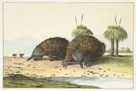 Australia Echidna Or Porcupine Ant Eater Antique Print Map Room Echidna Australian Animals Antique Prints