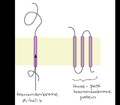 We did not find results for: Structure Of The Plasma Membrane Article Khan Academy