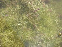 Image result for Utricularia gibba