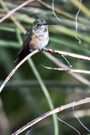 Backyard Birds Of Southern Arizona Cher Is Back On The Charts With Woman S World Wildlife Viewing Backyard Birds Birds