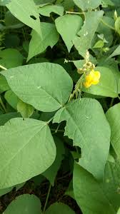 Image result for Vigna umbellata