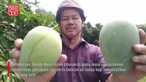 The mangoes are said to live up to their name, which makes them a coveted fruit during their short season. Harum Manis Kelantan