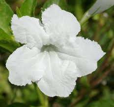 Image result for Rhynchosia caribaea