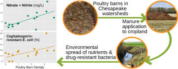 Das habe ich bisher auch nich. Effects Of Concentrated Poultry Operations And Cropland Manure Application On Antibiotic Resistant Escherichia Coli And Nutrient Pollution In Chesapeake Bay Watersheds Sciencedirect