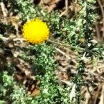 Image result for Pentzia incana