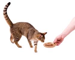 Benefits are provided through fish oil, probtiocs, taurine, etc. Choosing The Best Feeding Method For Your Cat Petmd