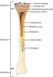 A diagram of the anatomy of a bone, showing the epiphyseal line. Bones Joints Tendons And Ligaments Veterian Key