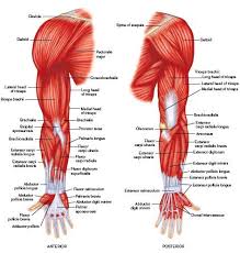 Including diagrams with all the terminology. Muscle Human Muscle Anatomy Body Muscle Anatomy Arm Muscle Anatomy