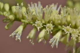 Image result for Elephantorrhiza burkei