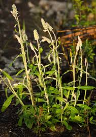 Image result for Pycnostachys schliebenii