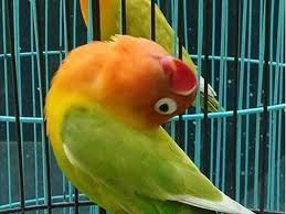 Lovebird yang masuk dalam kategori ini akan ngekek panjang terus menerus mulai dari digantang hingga selesai penjruian. Lb Yang Semula Tak Mampu Ngekek Lebih Dari 15 Detik Menjadi Konslet Dengan Settingan Ini Hobi Burung