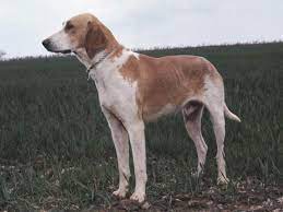 (zoologie) race de grand chien courant, originaire de france, blanc et orange. Grand Anglo Francais Blanc Et Orange Dog Breed Information Images Characteristics Health