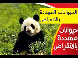 أجمل 10 حيوانات أليفة في العالم ينصح بتربيتها بالصور مجلة رجيم