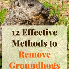 To make matters worse, this problem is no longer isolated to the typical hotbeds. 12 Effective Ways To Get Rid Of Groundhogs For Good Dengarden Home And Garden