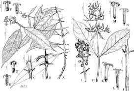 Image result for Gaertnera paniculata