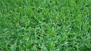 Disadvantages of st augustine grass. St Augustine Grass Care Texas Frisco Lawn Pros