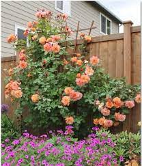 Westerland Rose Climbing Roses Growing Roses Rose