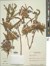 Image result for Blepharis bainesii