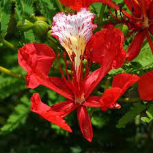 Royal Poinciana Blossom Delonix Regia Also Known As Flamboyant Flame Tree Fire Tree The Side Street Closest To Delonix Regia Royal Poinciana Flame Tree