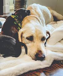 Welcome to the colorado chocolate lab rescue page here at local dog rescues! Saving One Lab At A Time Front Porch